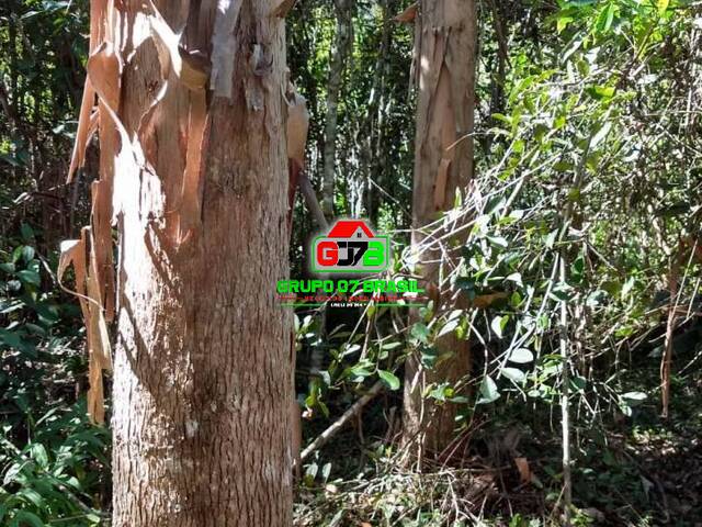 #979 - Eucalipto para Venda em Paraibuna - SP - 1