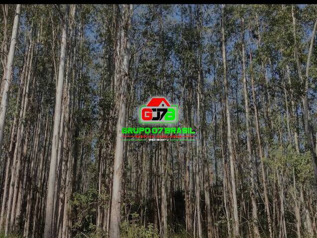 Floresta de eucaliptos para Venda em Redenção da Serra - 3