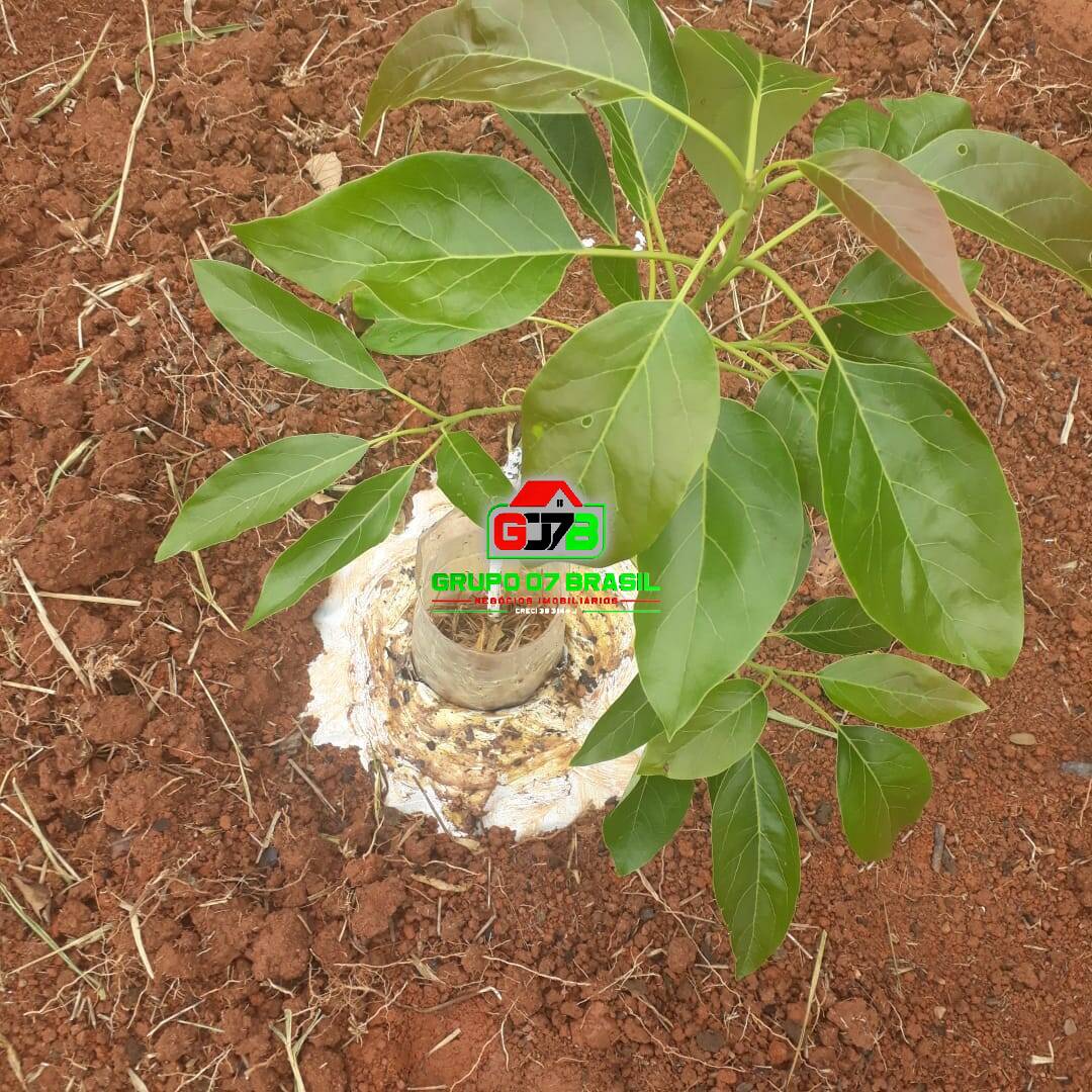 Terreno, 487 m² - Foto 6