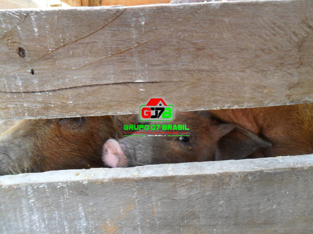 Terreno, 10000 m² - Foto 10