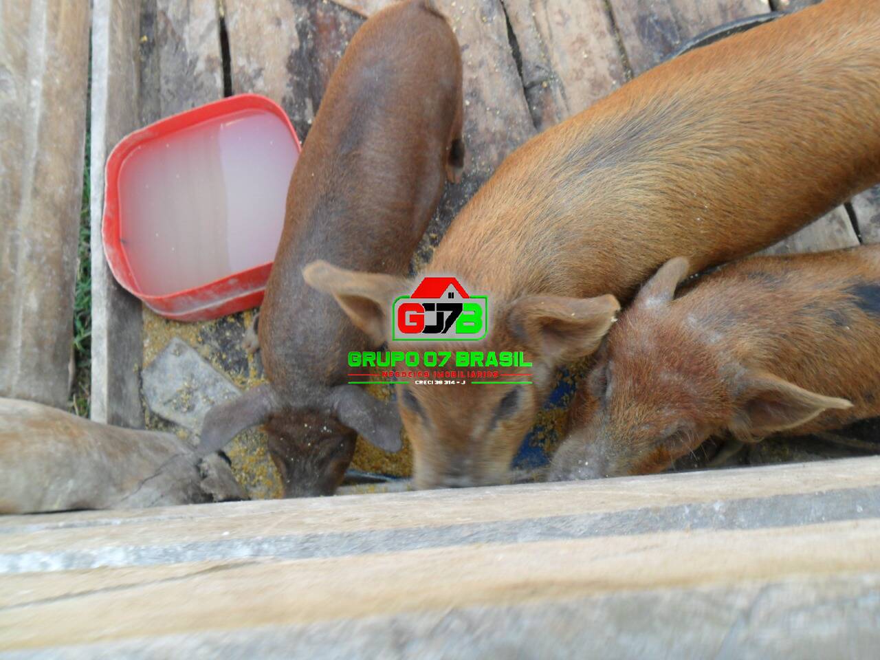 Terreno, 10000 m² - Foto 12