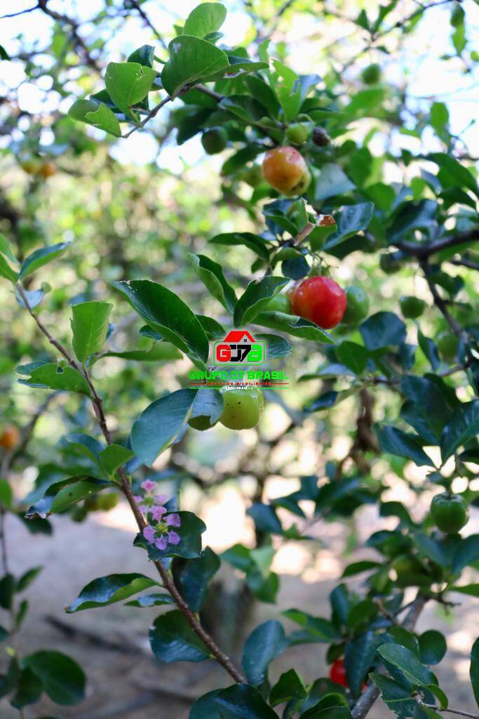 Chácara, 3 quartos, 2 hectares - Foto 4