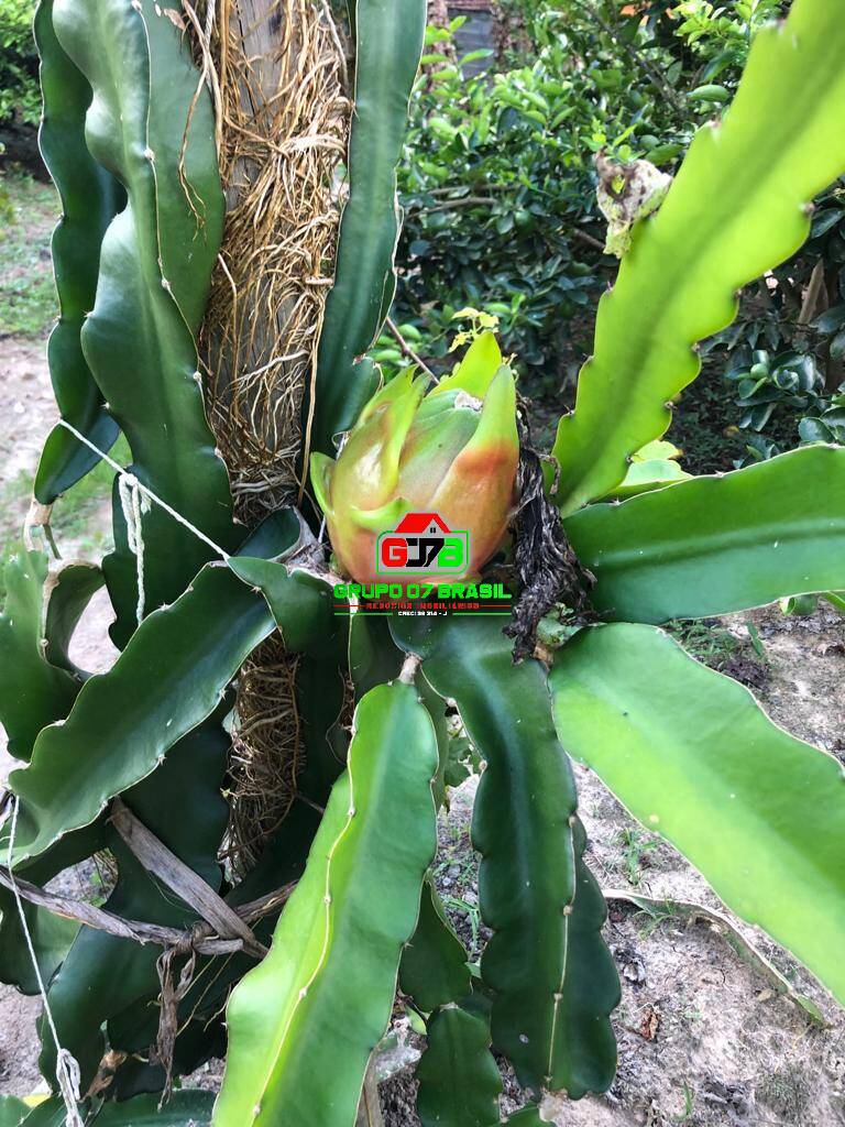 Sítio, 5 quartos, 2 hectares - Foto 3