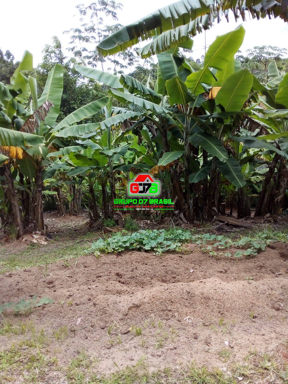 Terreno, 2 hectares - Foto 46