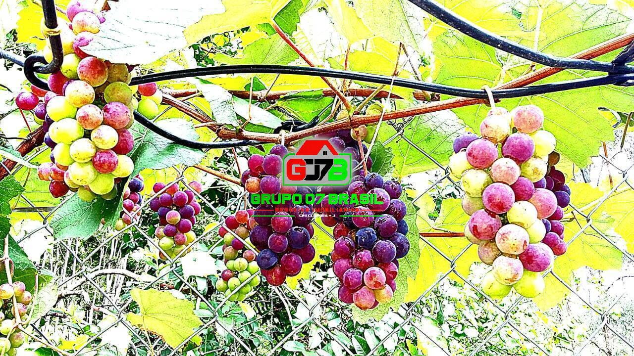 Sítio, 2 quartos, 1 hectares - Foto 1