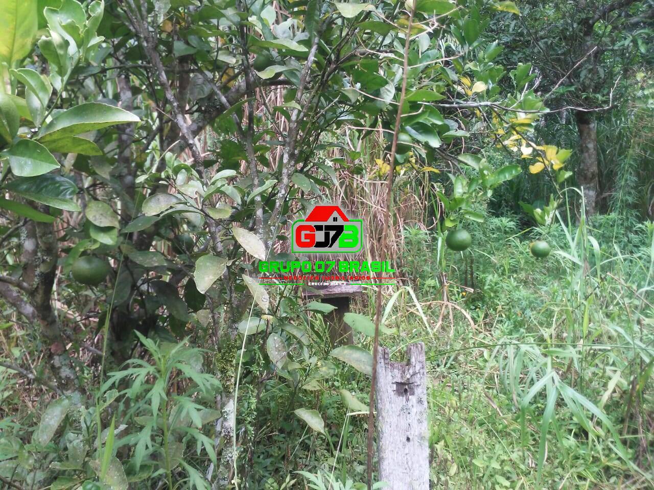 Terreno, 5000 m² - Foto 3