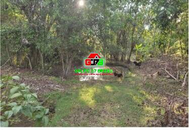 Terreno, 10 hectares - Foto 6