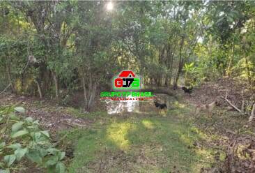 Terreno, 10 hectares - Foto 7