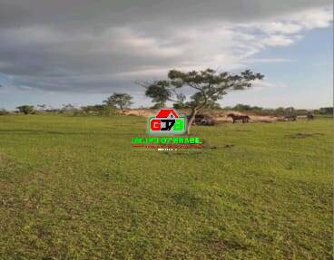 Terreno, 10 hectares - Foto 37