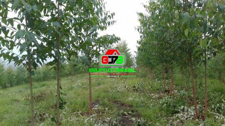 Terreno, 3 hectares - Foto 10